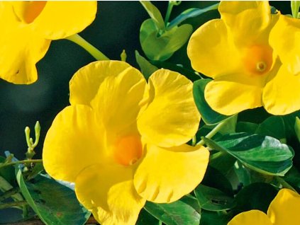 Mandevilla Zluta (mandevilly žluté, mandevillu žlutou, během zimy) Mandevilla Zluta