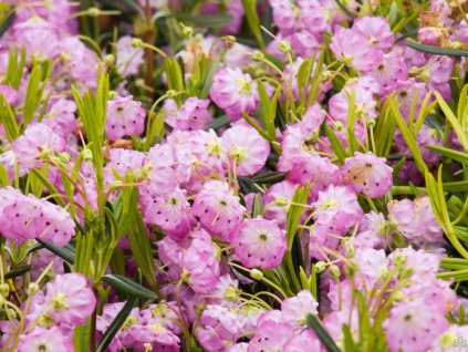 Kalmia polifolia