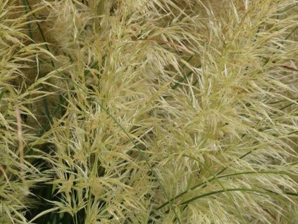 mini pampas