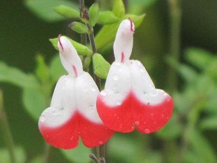 hot lips