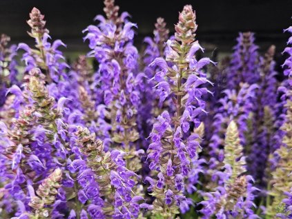 �alv�j x sylvestris �April Night� - Salvia x sylvestris �April Night� (Balen� kontejner p13)