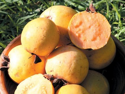 guava2