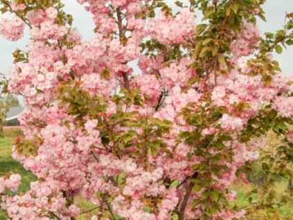 Sakura ozdobná 'Pink Perfection' - kontajner