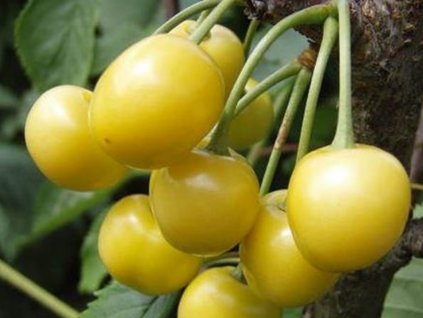 Třešeň 'Yellow of Vytenai' - kontejner