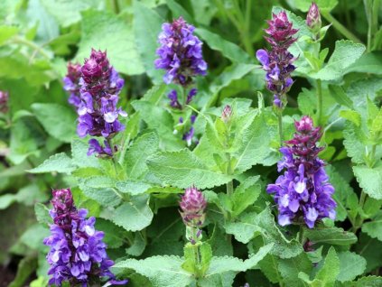 species images 6305 7503