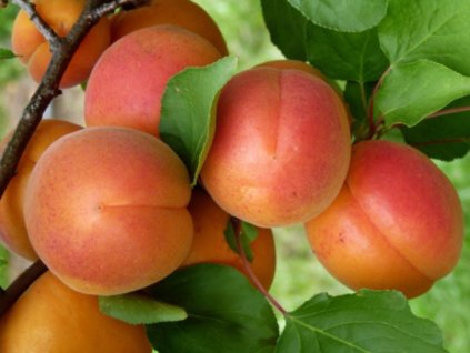 Meruňka 'Madlen'- kontejner