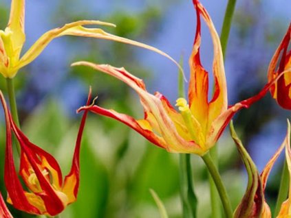 tulipa acuminata