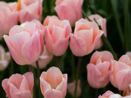 apricot beauty