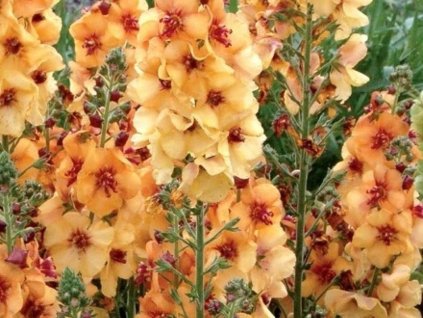Divizna 'Honey Dijon' - Verbascum 'Honey Dijon'