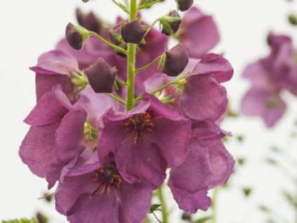 plum smokey