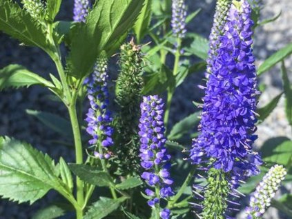 Rozrazil FIRST GLORY 'Allord'- Veronica longifolia FIRST GLORY 'Allord'