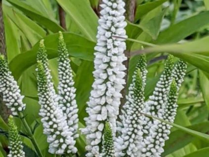 Rozrazil dlouholist� FIRST LADY �Alllady�- Veronica longifolia FIRST LADY �Alllady� (Balen� kontejner C2)