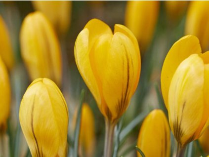 large yellow
