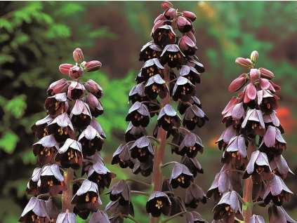 persica Adiyaman