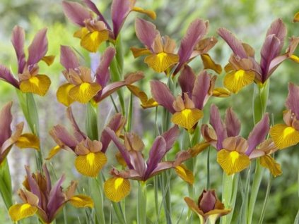 Dutch Iris Bronze Perfection 600x750