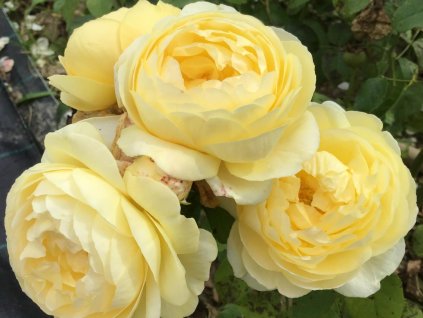 faustinia