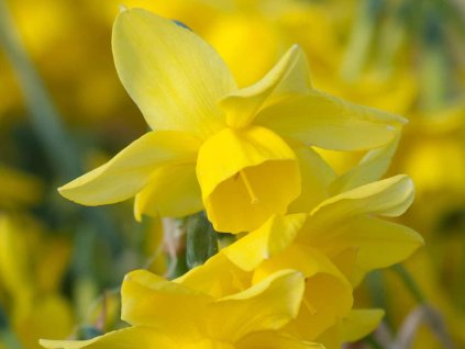yellow narcis