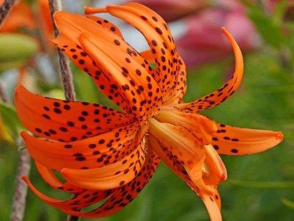 flore pleno3