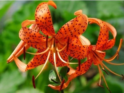 lilium splendens