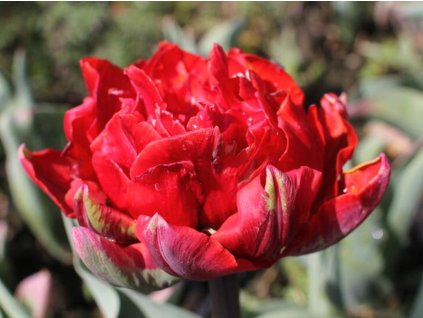 124280 tulipan rococo double