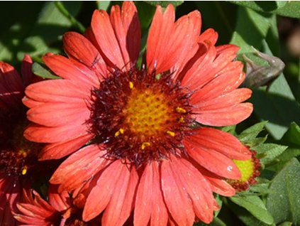 Kokarda osinatá 'Spintop Red' - Gaillardia 'Spintop Red'