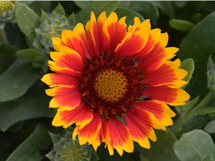 Kokarda osinatá 'Spintop Red Stardust' - Gaillardia 'Spintop Red Stardust'