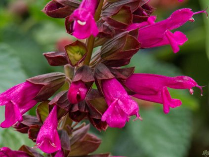 Šalvěj Salgoon® 'Lake Flamingo' - Salvia Salgoon® 'Lake Flamingo'
