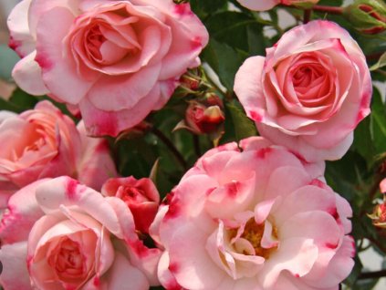 rosensta