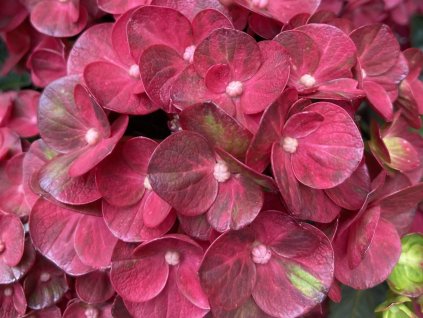 Hydrangea macrophylla Rebellion Pistachio Love 20240701 2