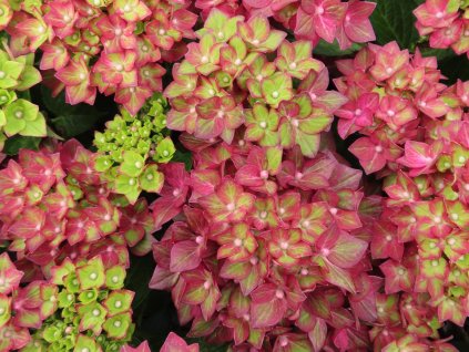 Hydrangea macrophylla Rebellion Red Love 20240702 1