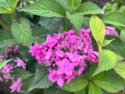 Hortenzie pilovitá 'Morning Glory' PBR
