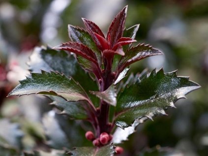 ilmanny ilex gentle close up foliage