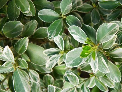 bonetero del japon albomarginatus euonymus japonicus 800x800 sTBWEqn