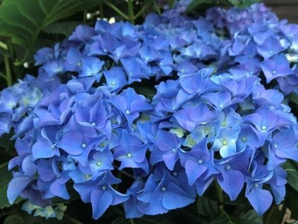 124646 hortenzie velkolista blue power
