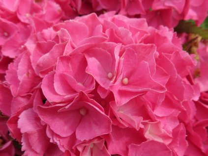 Hydrangea macrophylla Rebellion Pink Love 20240701 1