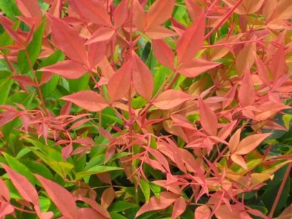 Nandina domácí 'Orange Sunrise' PBR
