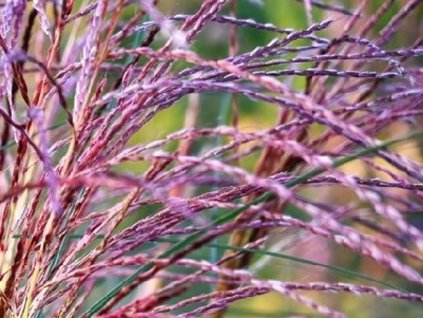 miscanthus sinensis serengeti 11082023 2 2easy resizecom