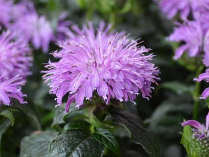 124703 zavinutka sugar buzz blue moon pbr monarda didyma sugar buzz blue moon pbr