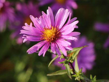 Hvězdnice křovitá 'Peter Harrison' - Aster dumosus 'Peter Harrison'