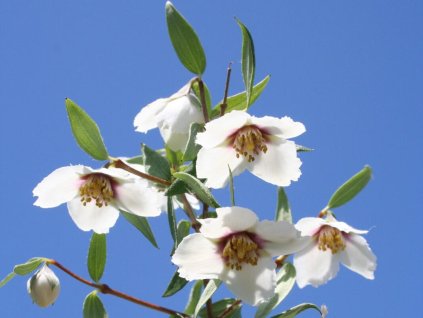Philadelphus.Mexican.Jewel .4 scaled