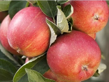 Jabloň 'Braeburn'