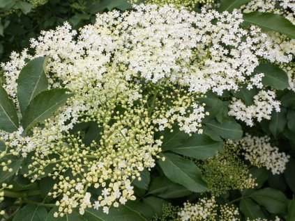 Sambucus nigra a 2 ws 500x500@2x