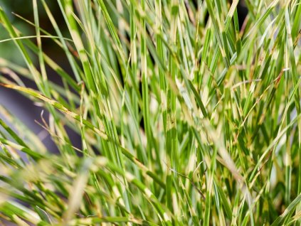 124922 ozdobnice cinska little tiger miscanthus sinensis little tiger