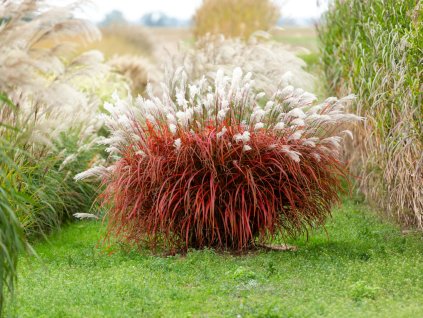 Miscanthus Lady in Red (7)