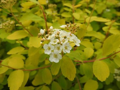 2734 4 Spiraea vanhouttei Gold Fountain Prachtspiere Gold Fountain