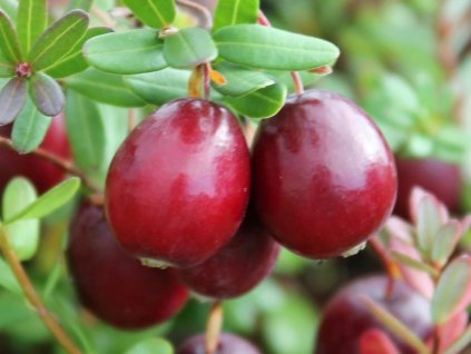 cranberry vaccinium macrocarpon langlois p6197 45947 image