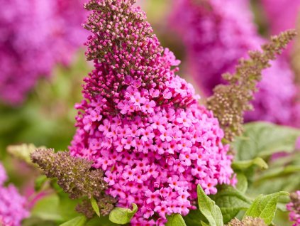 Buddleja Butterfly Candy Little Cerise (5)