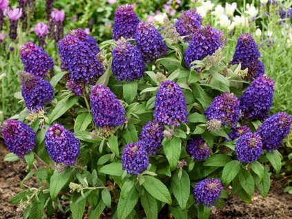 125060 komule davidova little rockstars purple