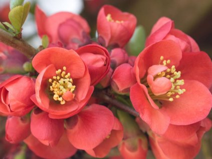Chaenomeles CidoRed