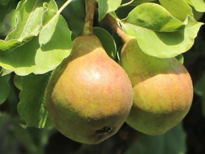 Hrušeň zakrslá 'Garden Pearl' - kontejner